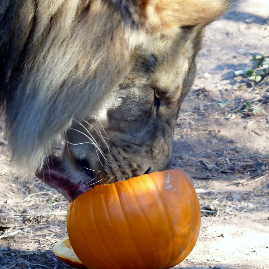 Mandla, lion, enjoying a tasty pumpkin treat