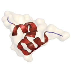 Osteocalcin