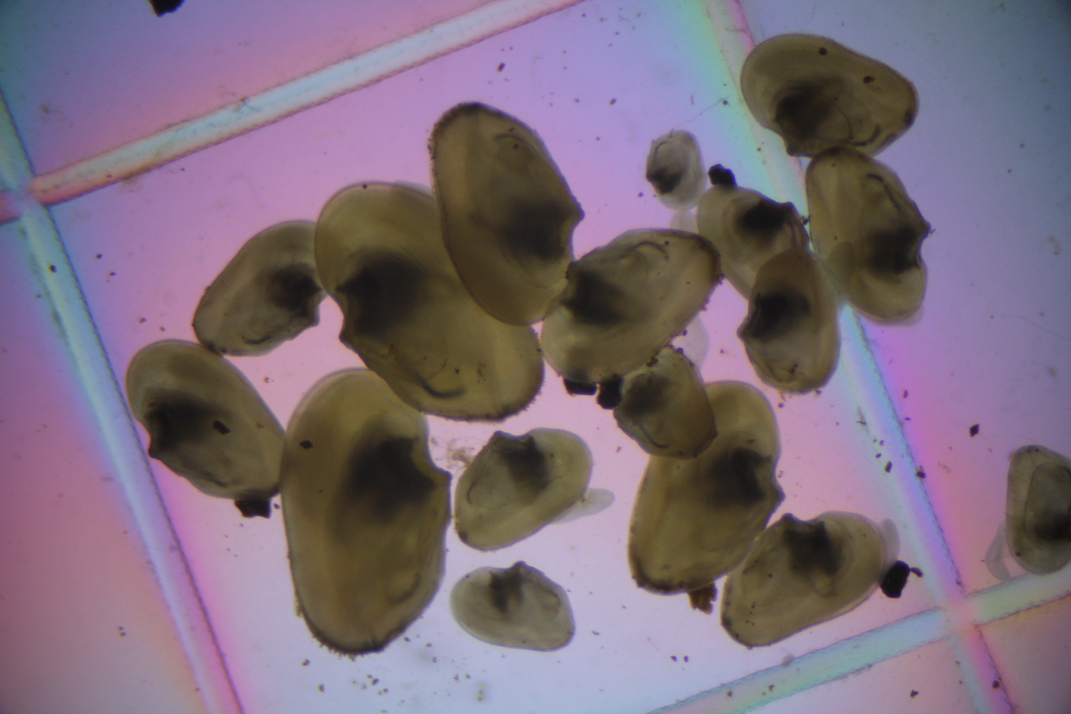 Juvenile Cracking Pearlymussels (Hemistena lata) This federally critically endangered species were produced for the first time at the Cumberland River Aquatic Center using Common Logperch as a host.