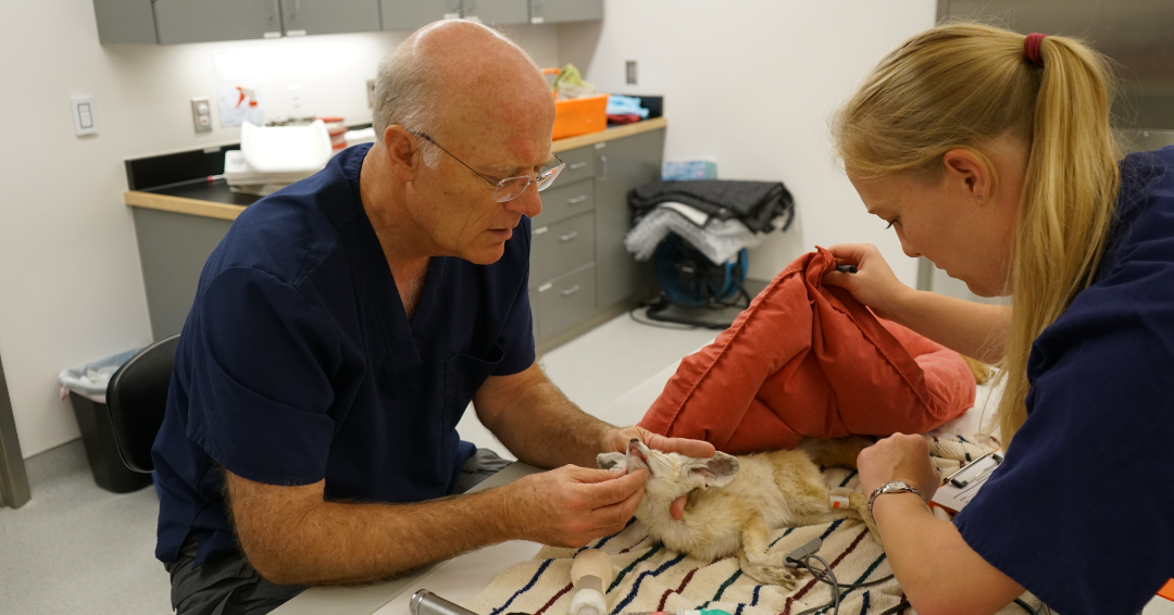 Dr. Joel Parrott, CEO and President at Oakland Zoo, performing a routine checkup for Summer, the Fennec fox