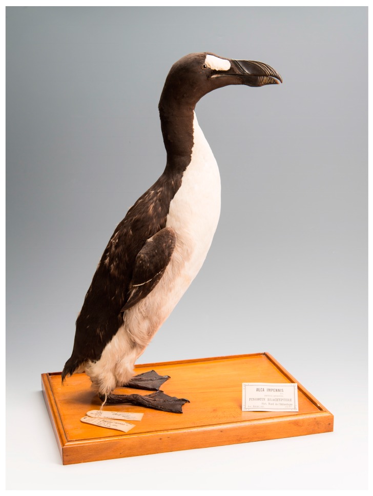 A mounted great auk skin, The Brussels Auk (RBINS 5355), from the collections at Royal Belgian Institute of Natural Sciences (Credit: Thierry Hubin (RBINS))