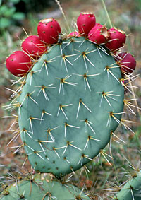 Tex-OE, Opuntia Mesocarp Extract® is the patented extract derived from Prickly Pear cactus fruit.