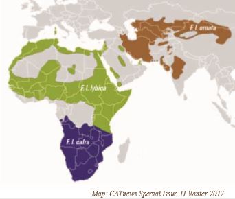 African wildcat distribution