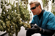 AltMed Florida Marketing Director Todd Beckwith inspects flower in dry room