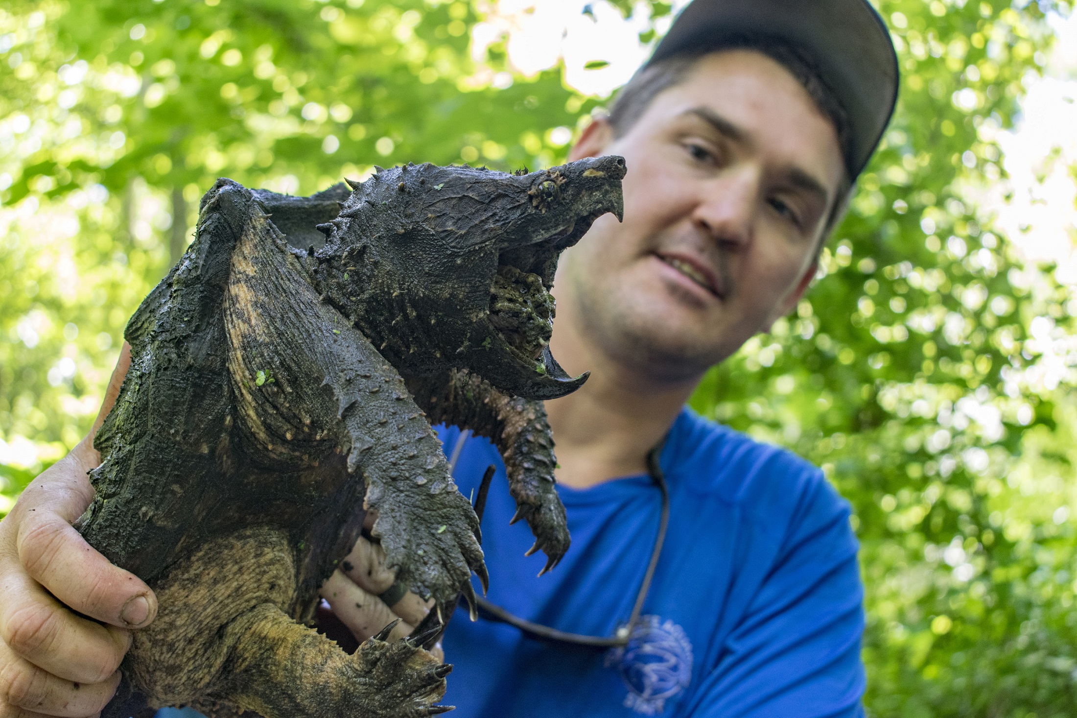 Tennessee Aquarium Conservation Institute Aquatic Conservation Biologist Dr. Josh Ennen examines an Alligator Snapping Turtle while conducting field research in West Tennessee. credit: TN Aquarium