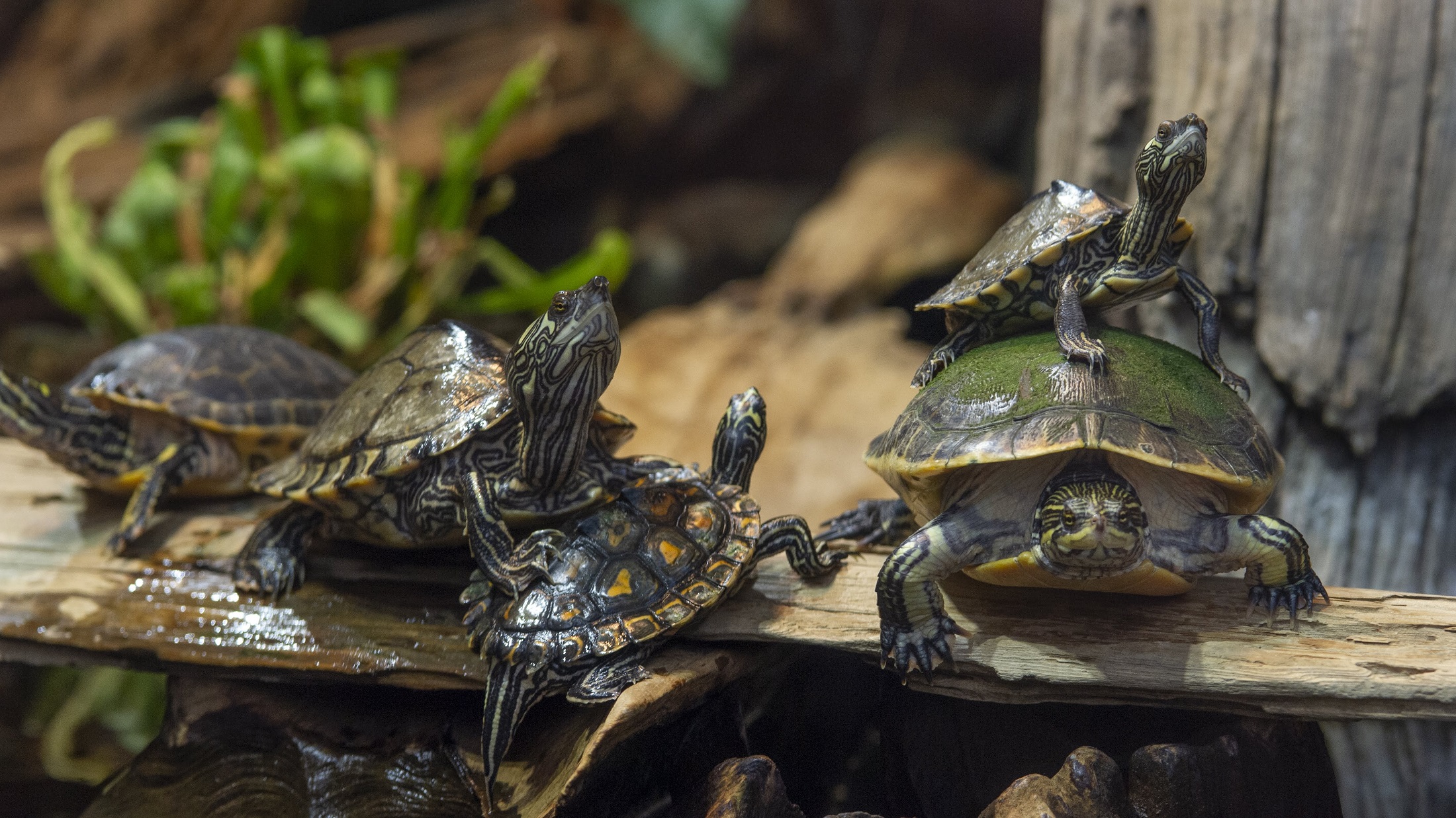 A group of freshwater turtles congregate just above the waterline on a floating log in the Tennessee Aquarium’s Mississippi Delta Country gallery.  credit: Tennessee Aquarium