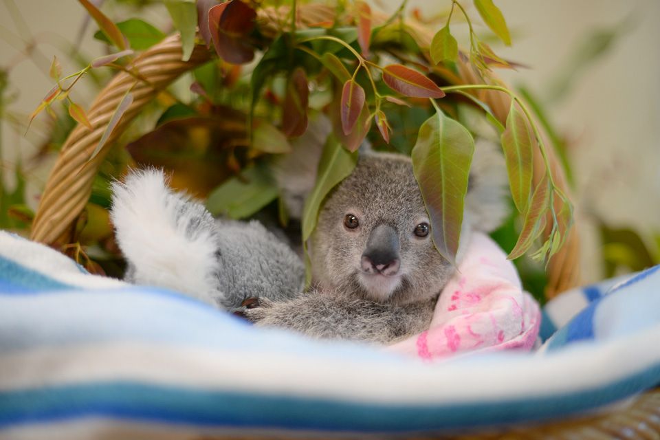 ShipJoy Donates to Steve Irwin's Australia Zoo Wildlife Warriors to Support Australia Wildfire Relief.