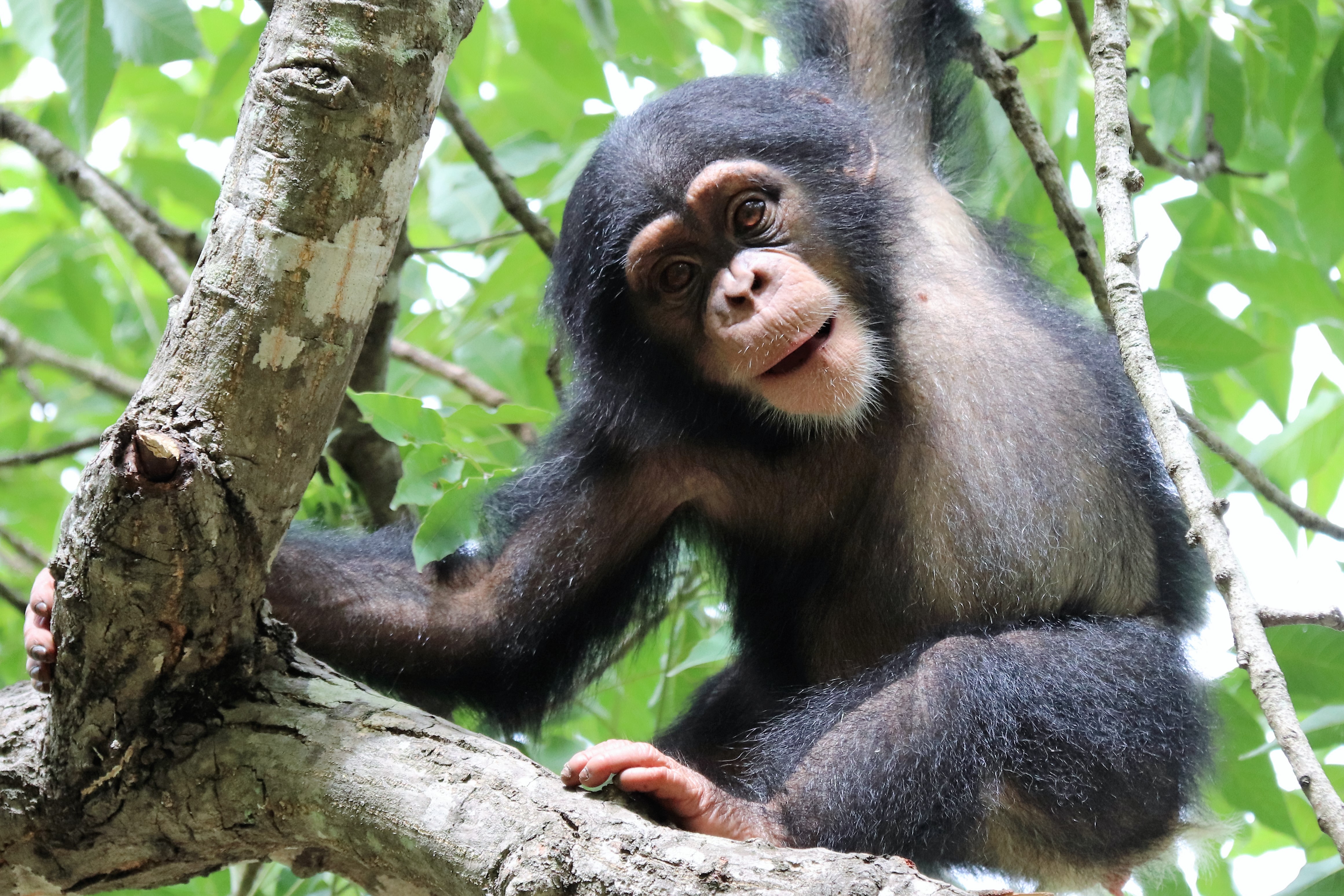 Tita was rescued from the pet trade and is learning how to be wild at PASA member sanctuary Chimpanzee Conservation Center in Guinea.