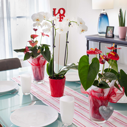 A dining room table set with a red and pink striped table runner and decorated with two potted anthuriums in clear glass pots with red and white tulle and a silver heart ornament on either side of the runner and a potted white orchid in a red pot with a decorative stake displaying the word "LOVE" in red letters in the center of the runner. The background has a white sheer curtain over a sunny window.