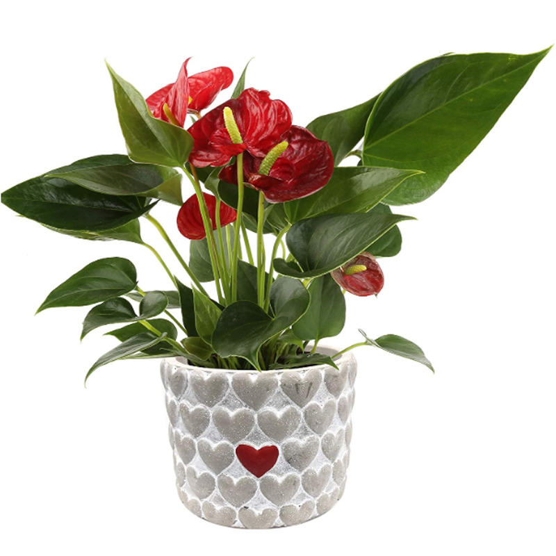 Appropriately named Allura, this hot anthurium bears Valentine’s Day-shaped red flowers and leaves.