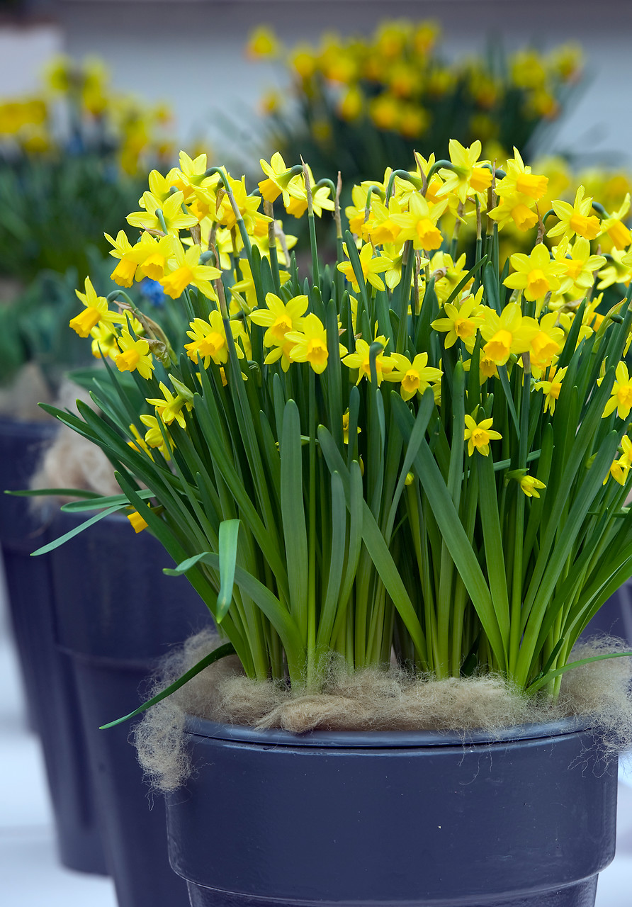 Still want to give flowers this Valentine’s Day? Potted flower bulbs are the answer.