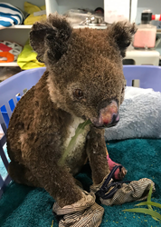 Over 1 billion animals have died in the Australia bushfires, but the survivors are getting relief from Multi Radiance Medical Super Pulsed Laser Therapy