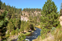 A river running through the mountains surrounded by pine trees.