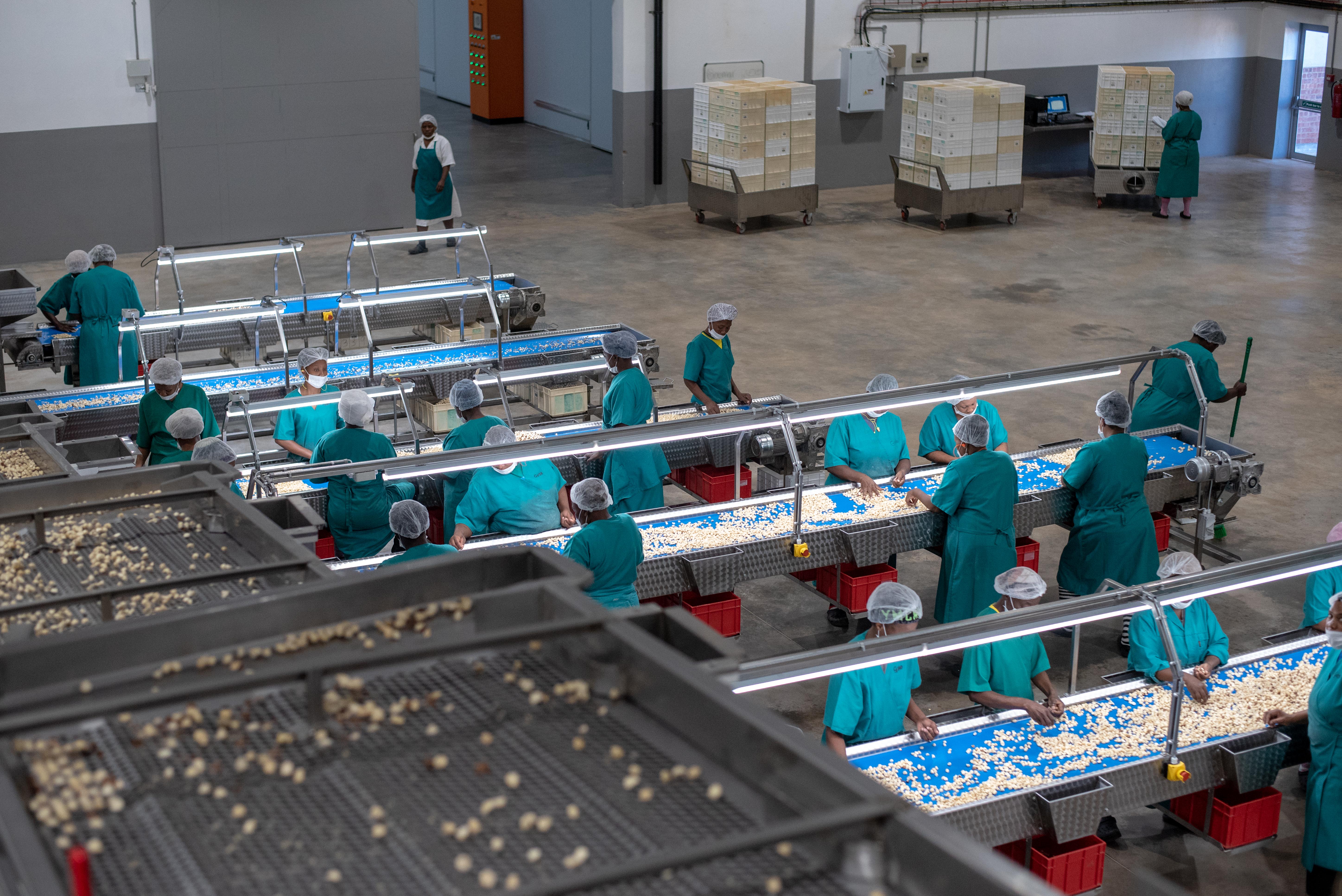 Green Farms Nut Company macadamia sorting lines
