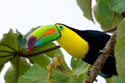 A colourful toucan perched on a tree at Chaa Creek, Belize