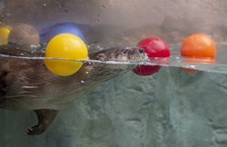 A North American River Otter swims with colored balls at the Tennessee Aquarium in Chattanooga.