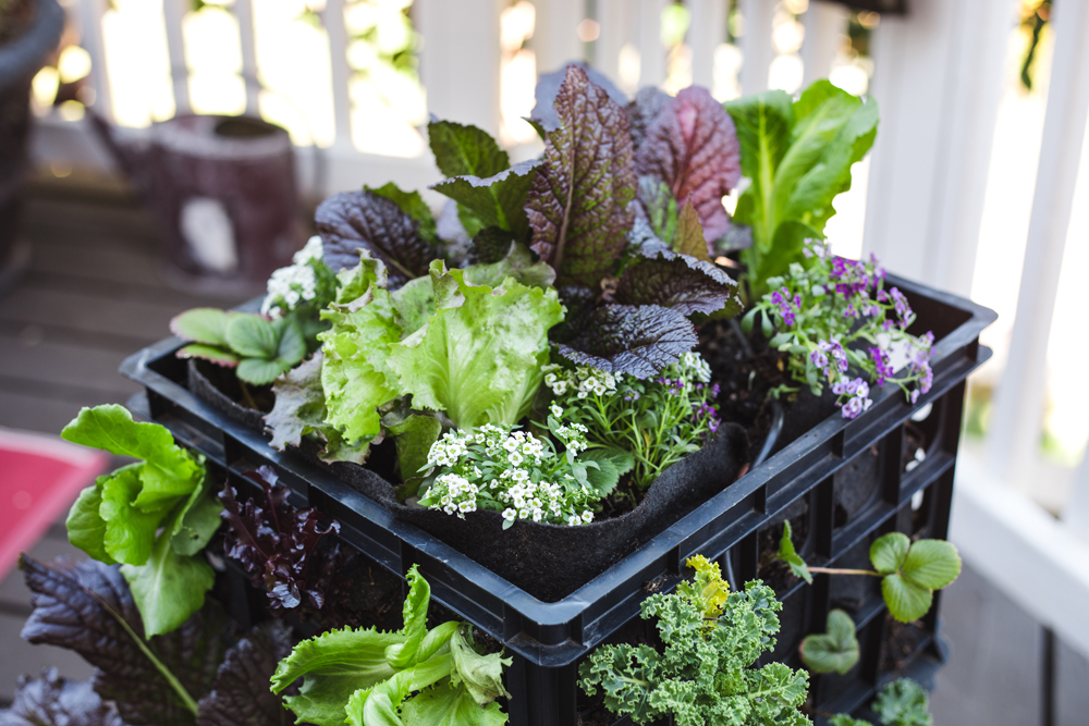 Smart Pots has powered up a way to reuse milk crates for gardening with new Milk Crate Liners