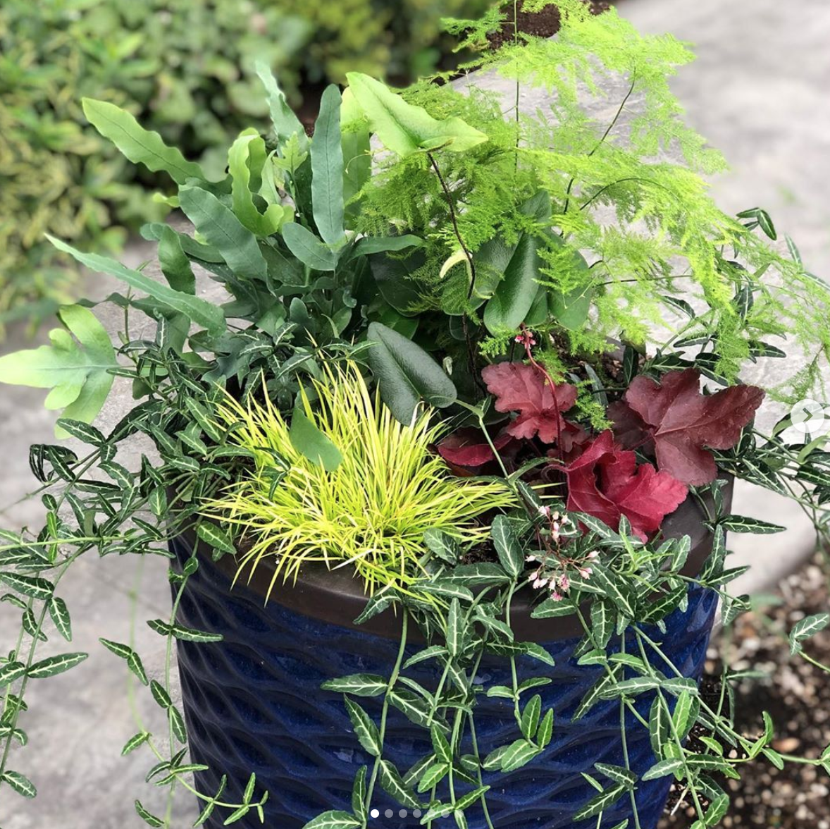 Container garden created with gorgeous plants from Little Prince of Oregon Nursery
