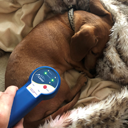 Pet owners and patients can use Multi Radiance lasers for safe, effective pain relief in the comfort of home