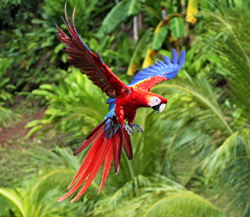 A Scarlet Macaw flying through a green jungle
