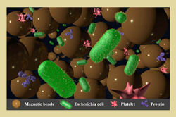 An enlarged image of the different bioparticles found in a specimen including the micro-beads to better isolate bacteria.