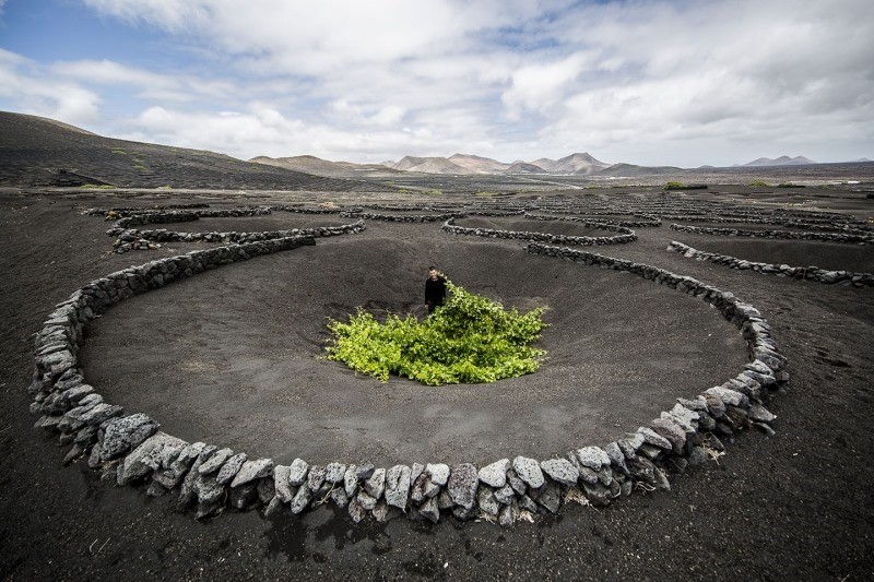 Canary Islands vines planted in the unique, moon-like craters that protect the plants against the forceful Atlantic winds.