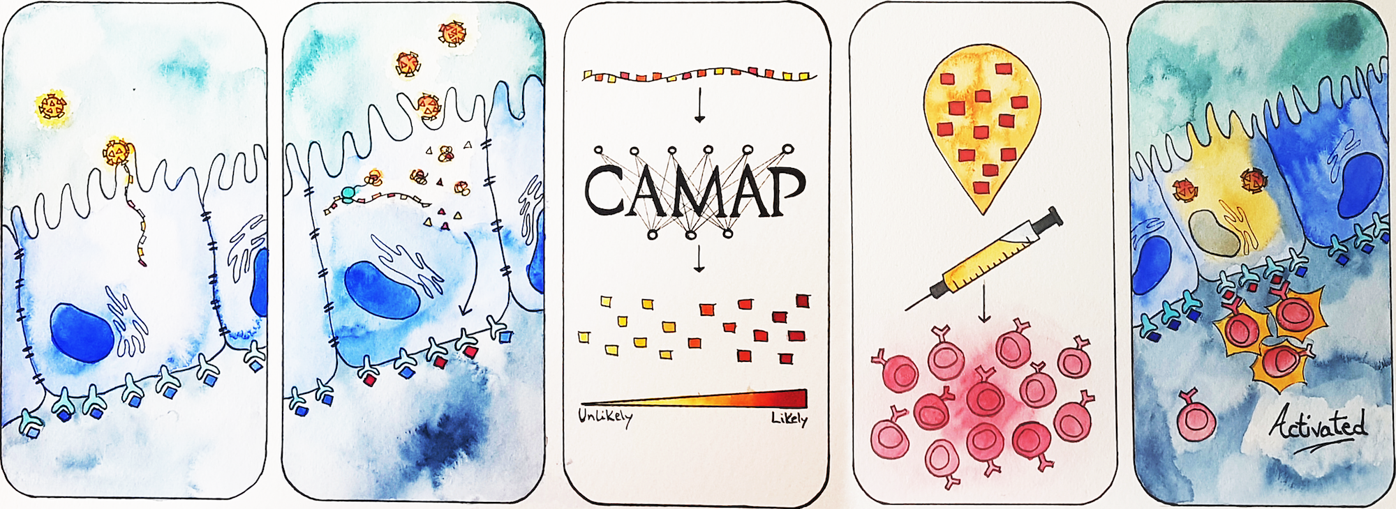 How Epitopes.world's AI algorithm, called CAMAP, can help develop a COVID-19 vaccine