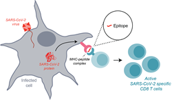 Epitopes derived from SARS-CoV-2 proteins are presented at the cell surface by MHC molecules. CD8 T cells then recognize these epitopes and become activated, and proceed to eliminate the virus infected cells.