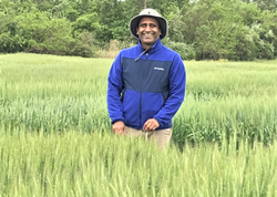Tiwari in wheat field, Credit: University of Maryland