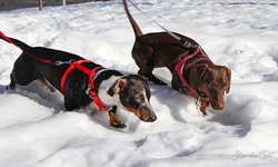 Dachsunds in the snow at their new home