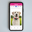 Petpuls App Dog Profile: Stella the Labrador Retriever