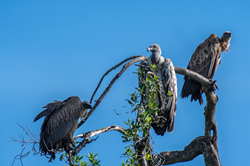 African vultures, credit: Edwin Remsberg