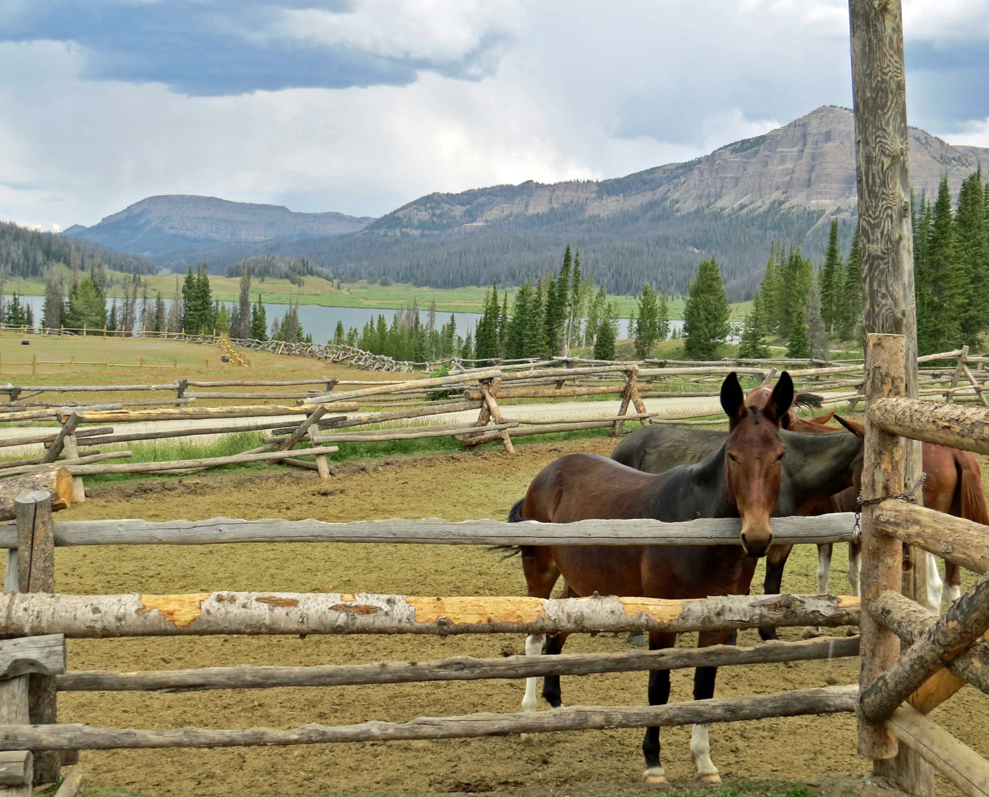 The beloved herd of horses at Brooks Lake Lodge take guests on spectacular backcountry trail rides through the property’s breathtaking natural surroundings.