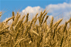 Wheat Field in Kent County, Maryland; Credit: Edwin Remsberg