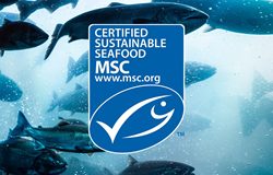 Vital Pet Life Wild Alaskan Salmon Oil now MSC Certified Sustainable