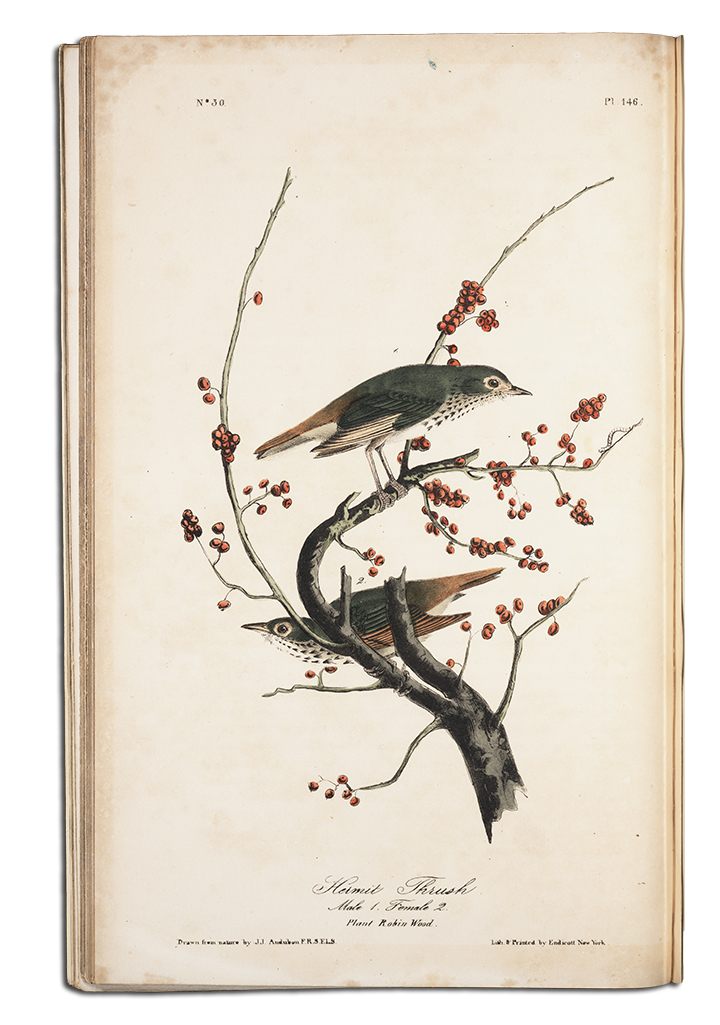 Artists, scientists and amateur bird watchers popularized the study of North American birds, leading to the founding of the National Audubon Society and the first edition of A Field Guide to the Birds