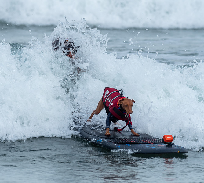 World Dog Surfing Championships