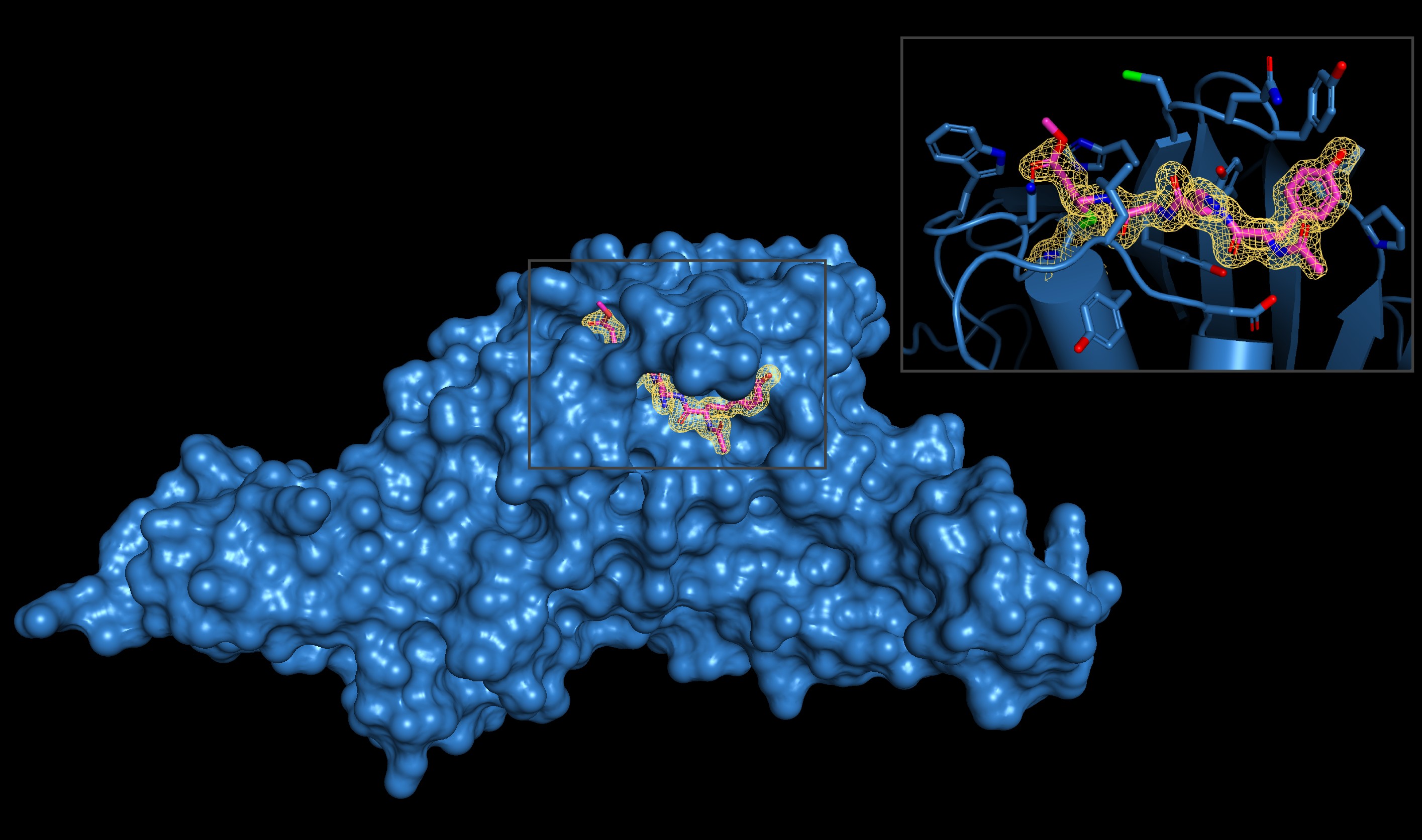 The SARS-CoV-2-PLpro enzyme with inset of viral inhibitor interaction. Courtesy Olsen Laboratory