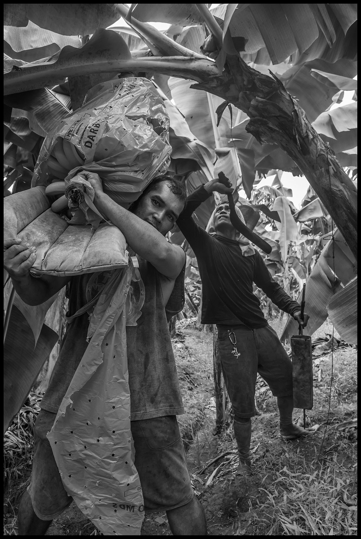 Workers harvest bananas in the field of the DARBCO cooperative in the Mindanao city of Panabo. 2019. The David Bacon Archive, Department of Special Collections, Stanford Libraries.