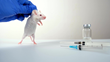 Mouse getting injected in a lab.