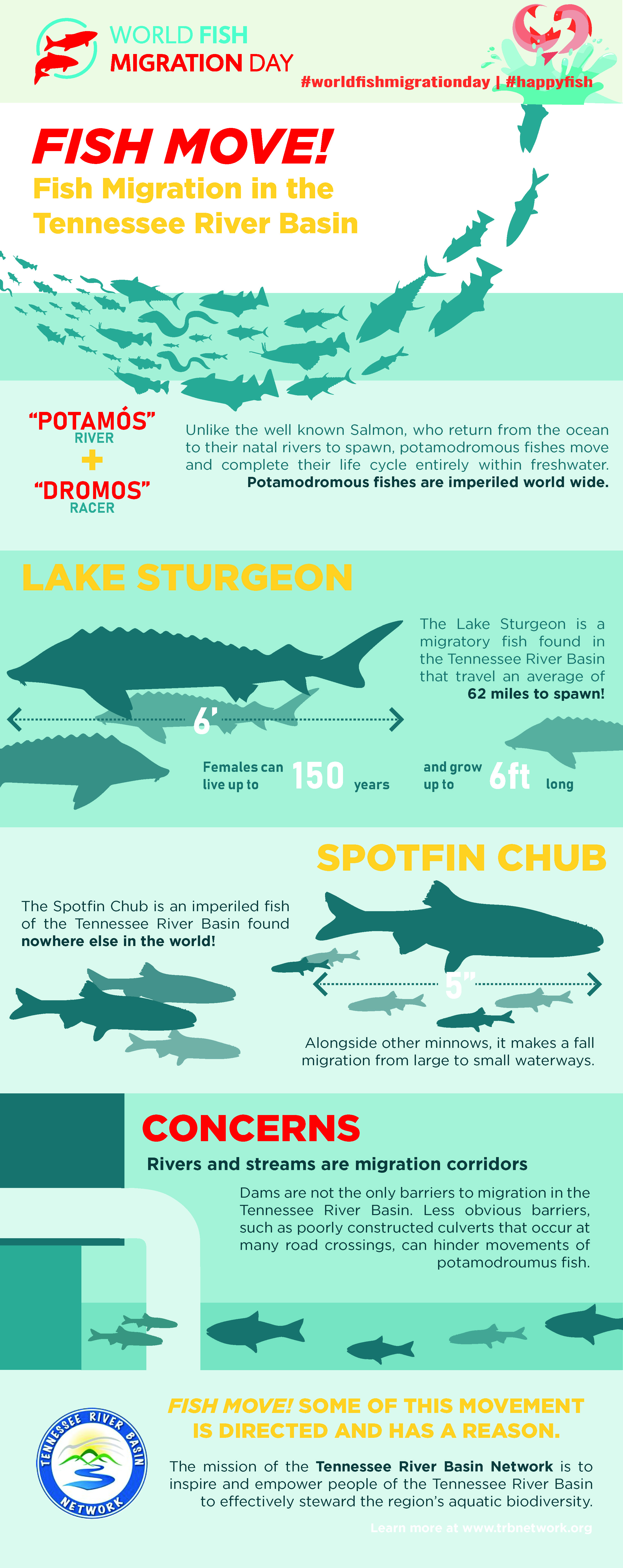 Fish Move Infographic