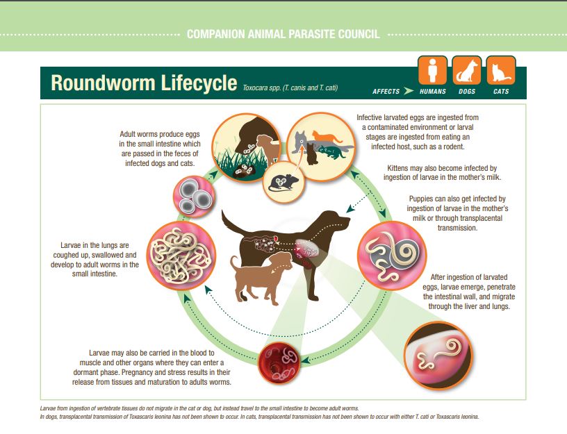 Risk factors for roundworm infection include popularity of dog parks, dog owners not removing pet feces, and noncompliance in protecting dogs & cats with monthly, broad-spectrum parasite preventative.