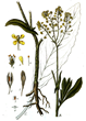Baphicacanthus cusia extract (Ban Lan Gen) and Isatis indigotica extract (Da Qing Ye)