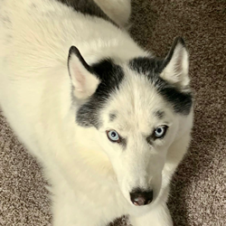 Grey-eyed husky dog.