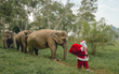 Santa & the Elephants at Anantara Golden Triangle Elephant Camp & Resort
