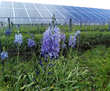 Pine Gate Renewables' pollinator habitats help native plants and animals thrive.