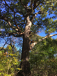 Buena Vista Heights Conservation Area oak tree