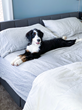 Delilah Home Organic Hemp Sheets with Happy Pup 121120