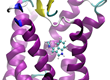 Cartoon view of the serotonin receptor 5-HT2A (purple) crystal structure with example compound (blue ball and stick structure).