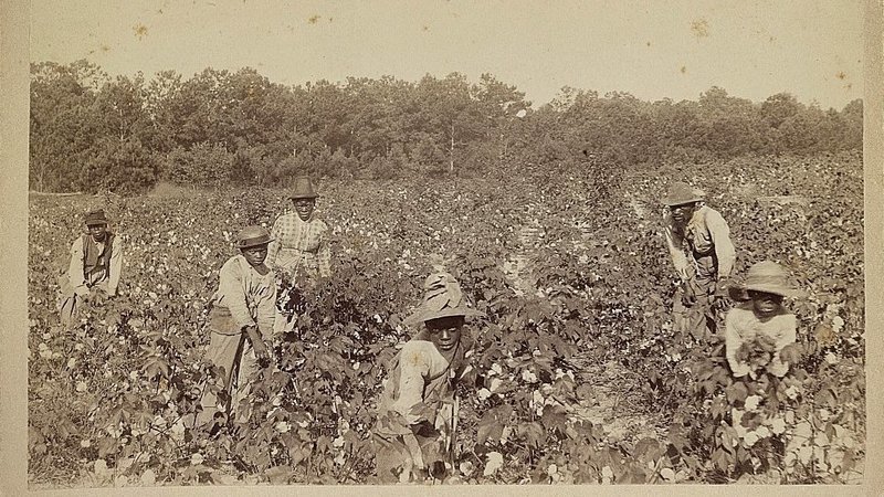 Savannah Cotton Plantation